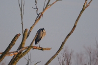 Ardea Cinerea (Airone cenerino su ramo)